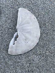 Echinarachnius parma