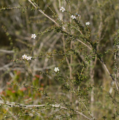 Leptospermum microcarpum