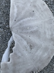 Echinarachnius parma