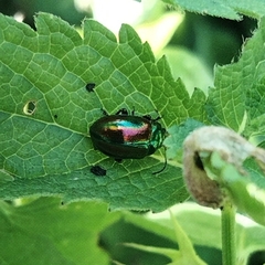 Chrysolina fastuosa