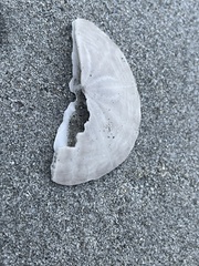 Echinarachnius parma