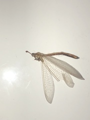 Macronemurus appendiculatus