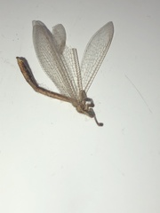 Macronemurus appendiculatus
