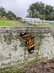 Heliconius ethilla