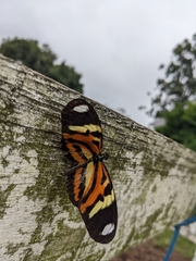 Heliconius ethilla