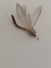 Macronemurus appendiculatus
