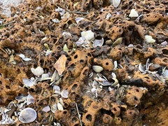 Neosabellaria kaiparaensis