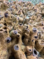 Neosabellaria kaiparaensis