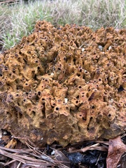 Neosabellaria kaiparaensis
