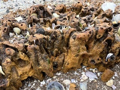 Neosabellaria kaiparaensis