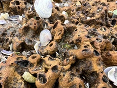 Neosabellaria kaiparaensis