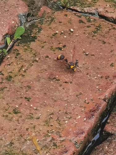 Oreumenes decoratus