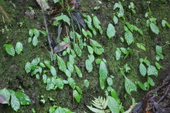 Conandron ramondioides