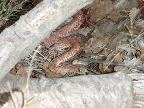 Photo of a Coachwhip (Masticophis flagellum)