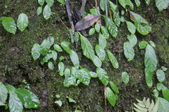 Conandron ramondioides