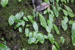 Conandron ramondioides