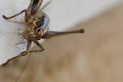 Eupholidoptera megastyla