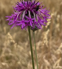 Centaurea scabiosa