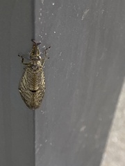 Distoleon tetragrammicus