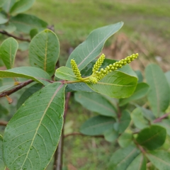 Terminalia arjuna