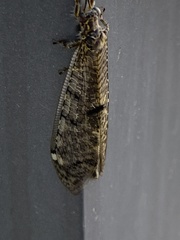 Distoleon tetragrammicus