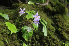 Conandron ramondioides