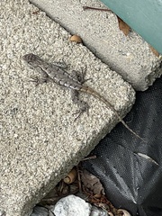 Sceloporus undulatus