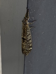 Distoleon tetragrammicus