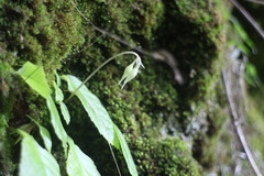 Conandron ramondioides