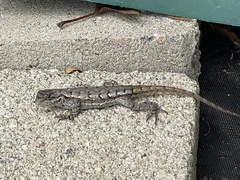 Sceloporus undulatus