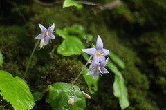 Conandron ramondioides