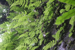 Conandron ramondioides