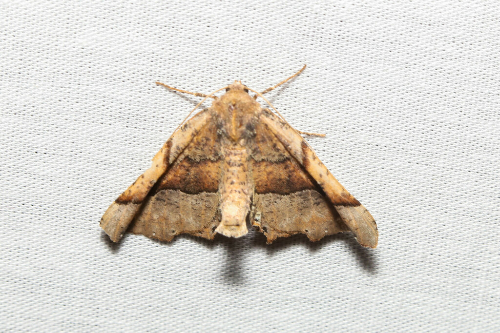 Morrison's Pero Moth in July 2022 by Gary Yankech · iNaturalist