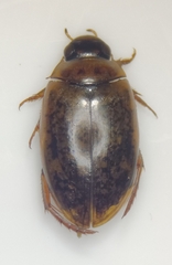 Agabus nebulosus