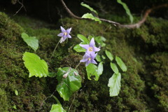 Conandron ramondioides