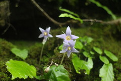 Conandron ramondioides