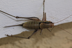 Eupholidoptera megastyla