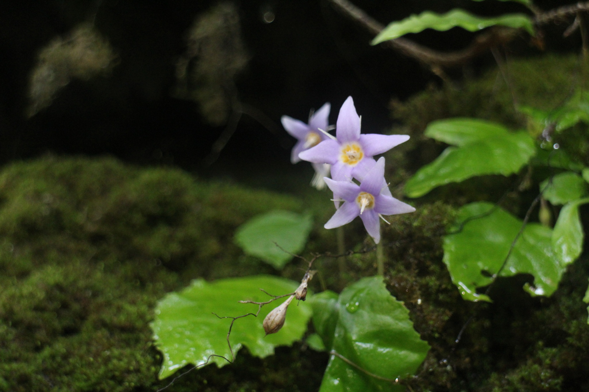 Conandron ramondioides