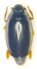 Gyrinus distinctus