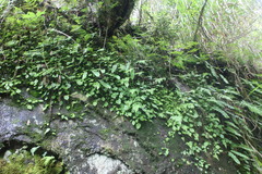 Conandron ramondioides