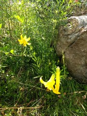 Lilium parryi