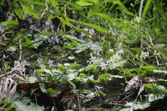 Conandron ramondioides