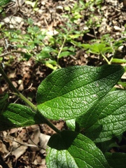 Lithospermum helleri