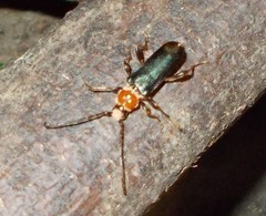 Phymatodes testaceus