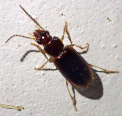 Bradycellus californicus