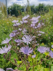 Cicerbita macrophylla