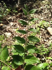 Lithospermum helleri