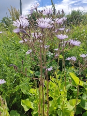 Cicerbita macrophylla