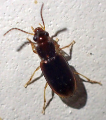 Bradycellus californicus