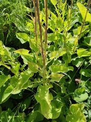 Cicerbita macrophylla